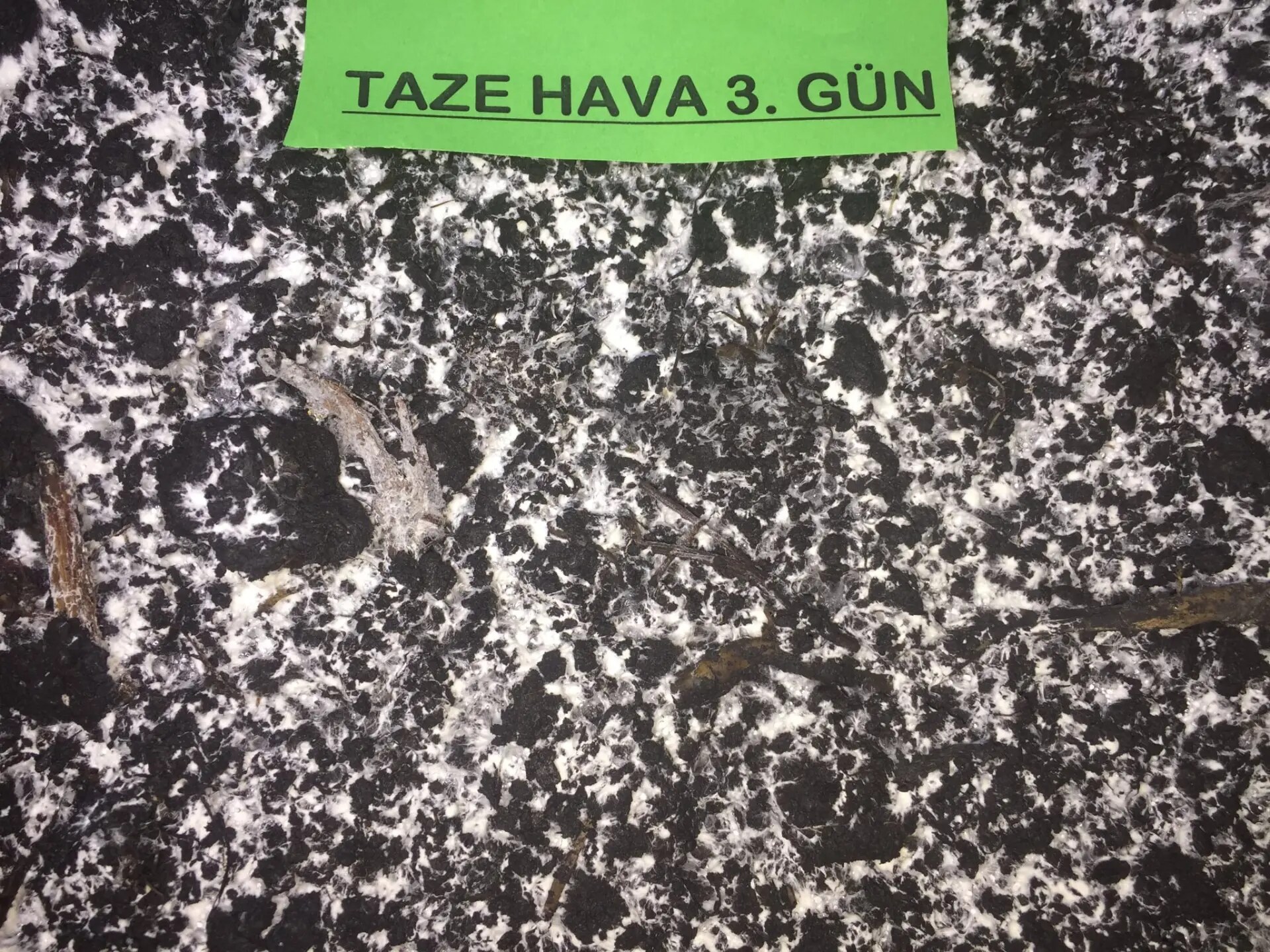 Substrat üzerinde 3. günde gelişen beyaz mantar misel (hif) ağının makro fotoğrafı
